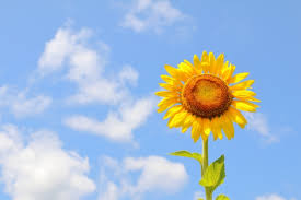 🌞暑中お見舞い申し上げます🌞